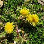 ヒメ日記 2026/04/17 22:30 投稿 滝 麻琴(たきまこと) 五十路マダムエクスプレス厚木店(カサブランカグループ)