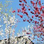 ヒメ日記 2026/04/26 11:26 投稿 滝 麻琴(たきまこと) 五十路マダムエクスプレス厚木店(カサブランカグループ)