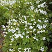 ヒメ日記 2026/05/29 20:30 投稿 滝 麻琴(たきまこと) 五十路マダムエクスプレス厚木店(カサブランカグループ)