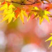 ヒメ日記 2026/10/09 15:21 投稿 亜希 昼顔妻 五反田店