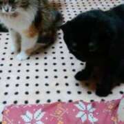 ヒメ日記 2025/12/08 18:21 投稿 ゆきの 熟女22時