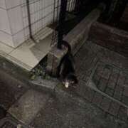 ここ こんばんは 🌙 ハニープラザ（ユメオト）