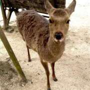 ヒメ日記 2026/03/11 18:28 投稿 せり Arrest（アレスト）