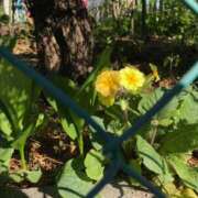 ヒメ日記 2025/12/27 18:49 投稿 ことみ 人妻・若妻デリヘル レディプレイス