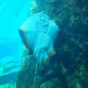 ヒメ日記 2026/02/01 15:46 投稿 ことみ 人妻・若妻デリヘル レディプレイス