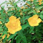 ヒメ日記 2026/04/04 11:19 投稿 ことみ 人妻・若妻デリヘル レディプレイス