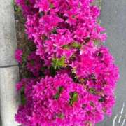 ヒメ日記 2026/04/24 10:41 投稿 ことみ 人妻・若妻デリヘル レディプレイス