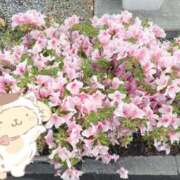 ヒメ日記 2026/04/25 10:36 投稿 ことみ 人妻・若妻デリヘル レディプレイス
