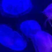 ヒメ日記 2025/10/24 02:51 投稿 てん★神乳Iカップ業界未経験 BEPPIN SELECTION ～べっぴんセレクション～