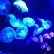 ヒメ日記 2025/10/30 00:40 投稿 てん★神乳Iカップ業界未経験 BEPPIN SELECTION ～べっぴんセレクション～