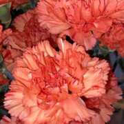 ゆりこ☆笑顔の裏に潜むエロ時間 21日の、お問い合わせ　 新潟長岡ちゃんこ