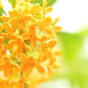 ヒメ日記 2025/11/06 23:12 投稿 ゆうか 梅田アバンチュール