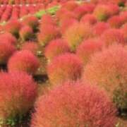 ヒメ日記 2025/11/17 22:33 投稿 ゆうか 梅田アバンチュール