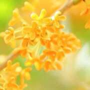 ゆうか 季節を告げる香り 梅田アバンチュール