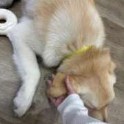 ヒメ日記 2026/01/30 14:49 投稿 いちか★SS級！女子アナの卵★ Chloe鶯谷・上野店 S級素人清楚系デリヘル