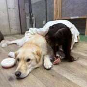 ヒメ日記 2026/01/31 18:07 投稿 いちか★SS級！女子アナの卵★ Chloe鶯谷・上野店 S級素人清楚系デリヘル