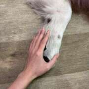 ヒメ日記 2026/01/31 21:10 投稿 いちか★SS級！女子アナの卵★ Chloe鶯谷・上野店 S級素人清楚系デリヘル