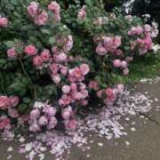 ヒメ日記 2026/03/06 14:27 投稿 いちか★SS級！女子アナの卵★ Chloe鶯谷・上野店 S級素人清楚系デリヘル