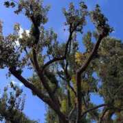 ヒメ日記 2025/11/02 12:01 投稿 つばき CLASSY（クラッシー）.神戸