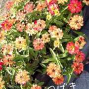 ヒメ日記 2025/11/13 07:11 投稿 つばき CLASSY（クラッシー）.神戸