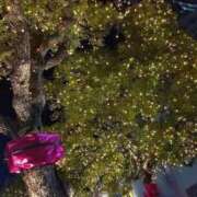 ヒメ日記 2025/12/15 21:36 投稿 つばき CLASSY（クラッシー）.神戸