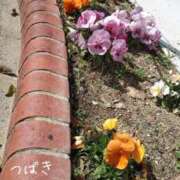 ヒメ日記 2026/03/09 08:02 投稿 つばき CLASSY（クラッシー）.神戸