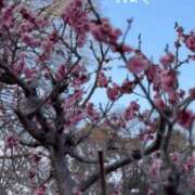 ヒメ日記 2026/03/21 12:16 投稿 つばき CLASSY（クラッシー）.神戸