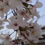 ヒメ日記 2026/03/29 11:23 投稿 つばき CLASSY（クラッシー）.神戸