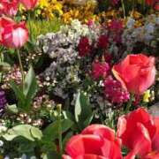 ヒメ日記 2026/04/09 09:24 投稿 つばき CLASSY（クラッシー）.神戸