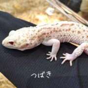 ヒメ日記 2026/07/06 09:16 投稿 つばき CLASSY（クラッシー）.神戸