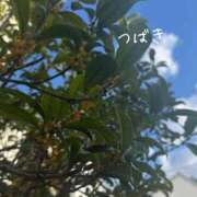 ヒメ日記 2026/10/19 09:34 投稿 つばき CLASSY（クラッシー）.神戸