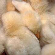 ヒメ日記 2026/04/04 12:29 投稿 るり 涼泉（りょうせん）