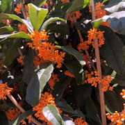 ヒメ日記 2025/11/03 12:51 投稿 すず 即アポ奥さん〜名古屋店〜