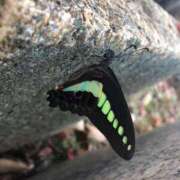 すず 卵 即アポ奥さん〜名古屋店〜