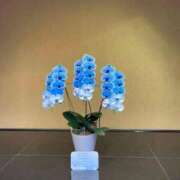 ヒメ日記 2026/01/26 15:41 投稿 すず 即アポ奥さん〜名古屋店〜