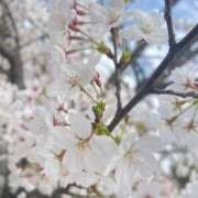 ヒメ日記 2026/04/06 12:02 投稿 さあや スピードエコ難波店