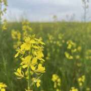 ヒメ日記 2026/04/08 12:02 投稿 さあや スピードエコ難波店