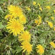 ヒメ日記 2026/04/15 12:52 投稿 さあや スピードエコ難波店