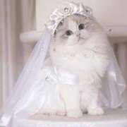 ヒメ日記 2025/12/04 10:17 投稿 ひか 全裸のいいなり美女OR満員ちかん電車