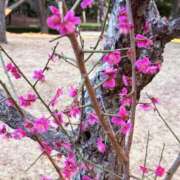 ヒメ日記 2026/02/21 18:15 投稿 れな 素人巨乳ちゃんこ「東千葉店」