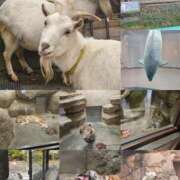 ヒメ日記 2026/02/09 11:30 投稿 りん☆あどけなさ満開！☆ ぽちゃぶらんか甲府店(カサブランカグループ)