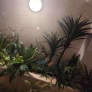 ヒメ日記 2026/03/01 14:24 投稿 櫻井ゆうか セレブ Rex