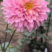 ヒメ日記 2025/10/15 18:17 投稿 にこ 池袋千姫