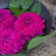 ヒメ日記 2025/10/21 12:07 投稿 にこ 池袋千姫