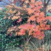 ヒメ日記 2025/12/28 16:55 投稿 まお バイオレンス