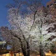 まお さくら、そして、出勤 バイオレンス