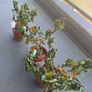 ヒメ日記 2025/10/28 16:10 投稿 ゆきの モアグループ宇都宮人妻花壇