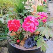 ヒメ日記 2026/01/19 02:03 投稿 しのぶ おいしい奥様