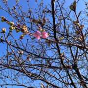 ヒメ日記 2026/02/01 15:06 投稿 仁美 昼顔妻 五反田店