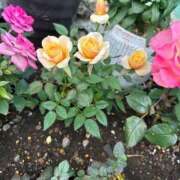 ヒメ日記 2026/03/17 08:45 投稿 まき えちちSPA-えっちな回春性感マッサージ-五反田店